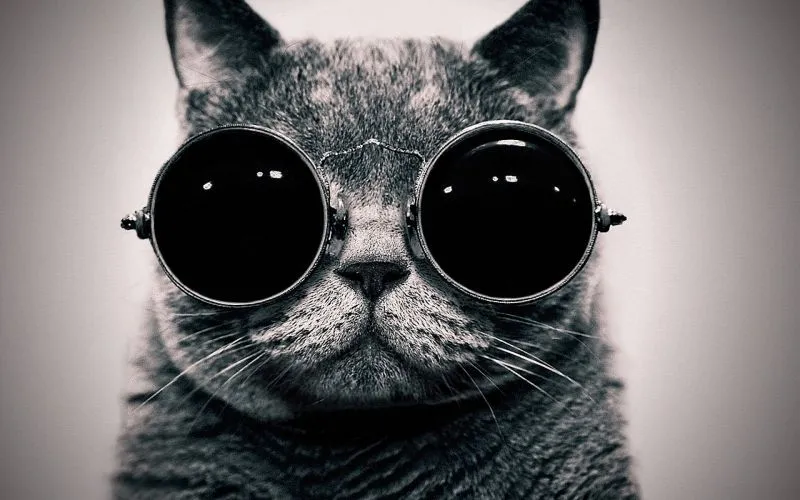 Animal gato con anteojos infantil - Imagui