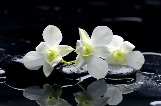 Flores blancas grandes - Imagui