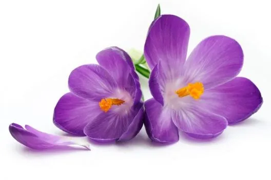 Fotos de flores moradas gratis - Imagui
