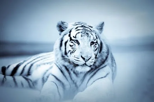 De tigres blancos en 3D - Imagui