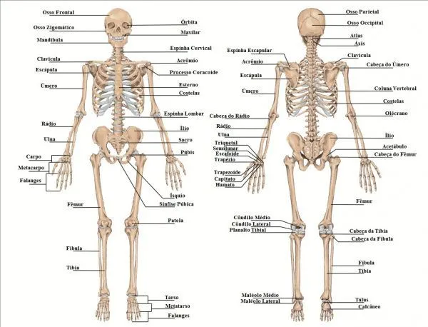 Cuadros sinópticos del esqueleto humano y sus funciones: Imágenes ... Cuadros sinópticos del esqueleto humano y sus funciones: Imágenes ...