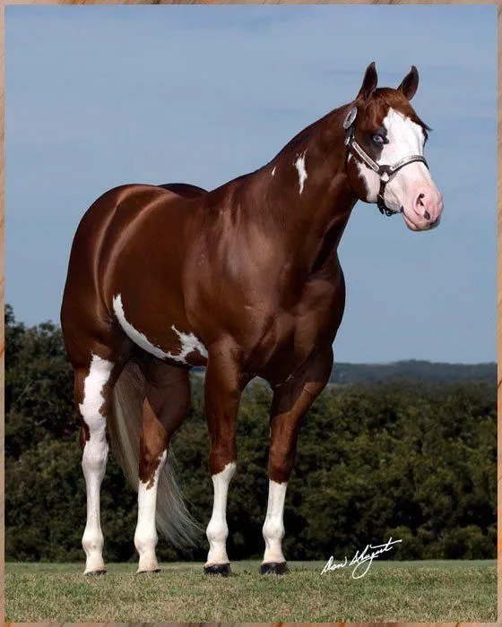 CUARTO DE MILLA on Pinterest | Quarter Horses, American Quarter ...