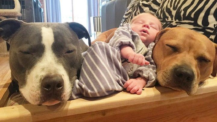 Los cuatro perros y la gata que tratan al bebé de la familia como uno más