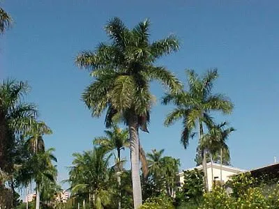 Cuba Journal: Cuba's Palma Real (Royal Palm) Cuba Journal: Cuba's Palma Real (Royal Palm)