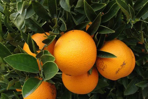 ... , Cuba). Naranja dulce, naranja china (México ... , Cuba). Naranja dulce, naranja china (México