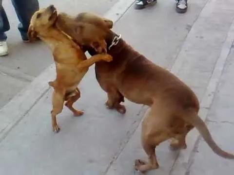 cuchillo filereando a kofy, peleas de perros fight - YouTube