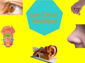 Cuentos de Don Coco: LOS CINCO SENTIDOS RESUMEN PARA NIÑOS ...