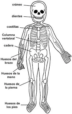 Cuentos de Don Coco: EL SISTEMA ÓSEO PARA NIÑOS - RESUMEN ...