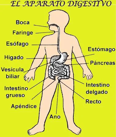 CuentosDeDonCoco.Com: EL APARATO DIGESTIVO RESUMEN PARA NIÑOS