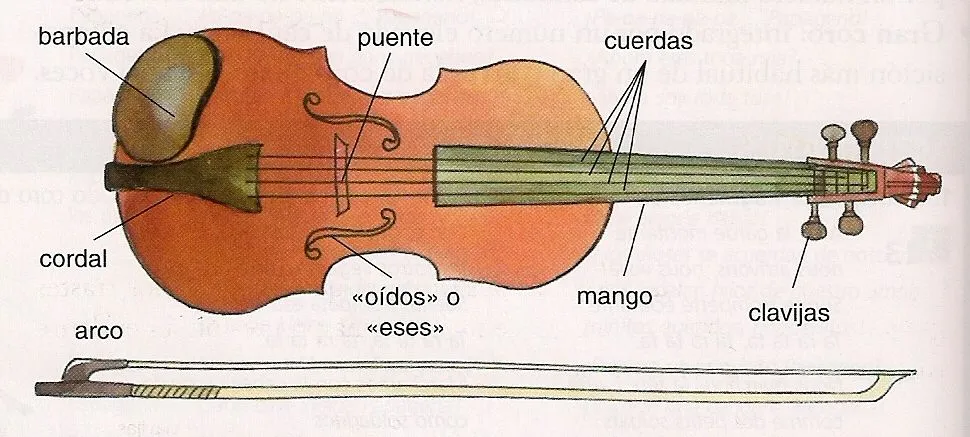 Cuerda frotada: violín, viola, violoncelo y contrabajo ...