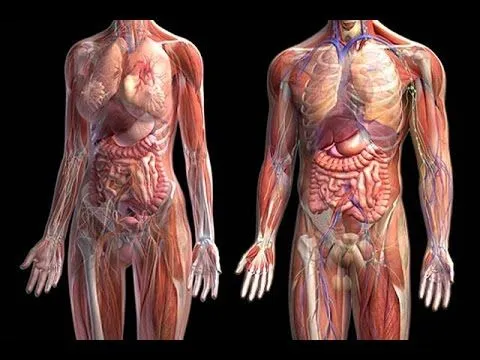 Cuerpo humano en 3D 100% gratis de BioDigital - YouTube