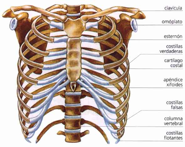 El cuerpo humano 6º - T3- 2.3 Los huesos del tronco