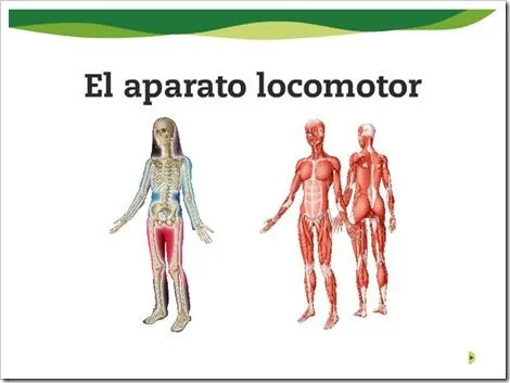 El cuerpo humano 6ºB: El Sistema Locomotor El cuerpo humano 6ºB: El Sistema Locomotor