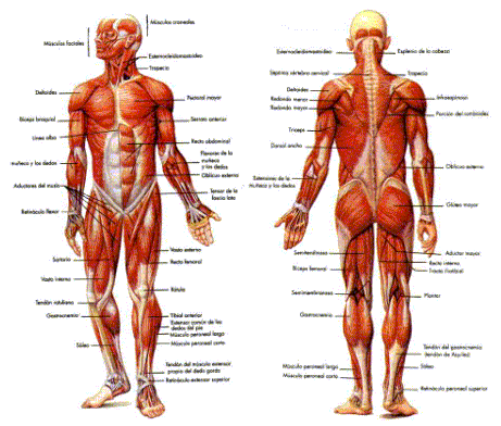 Cuerpo Humano - anatomía y fisionomía humana El