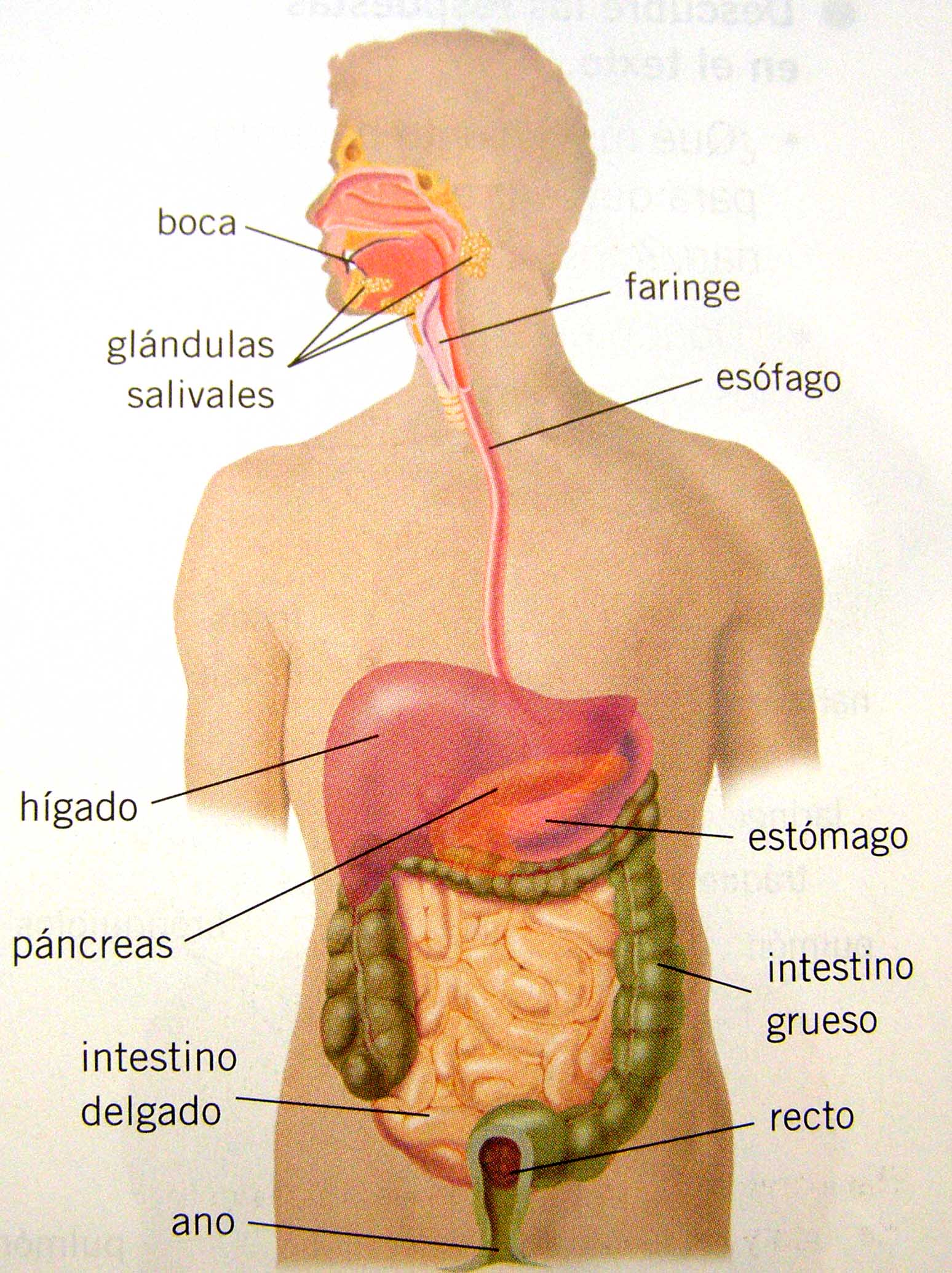 Cuerpo Humano - Aparato Digestivo Básico - Taringa!