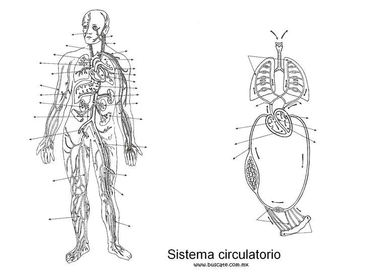 Anatomía Humana on Pinterest | Male Torso, Respiratory System and ...