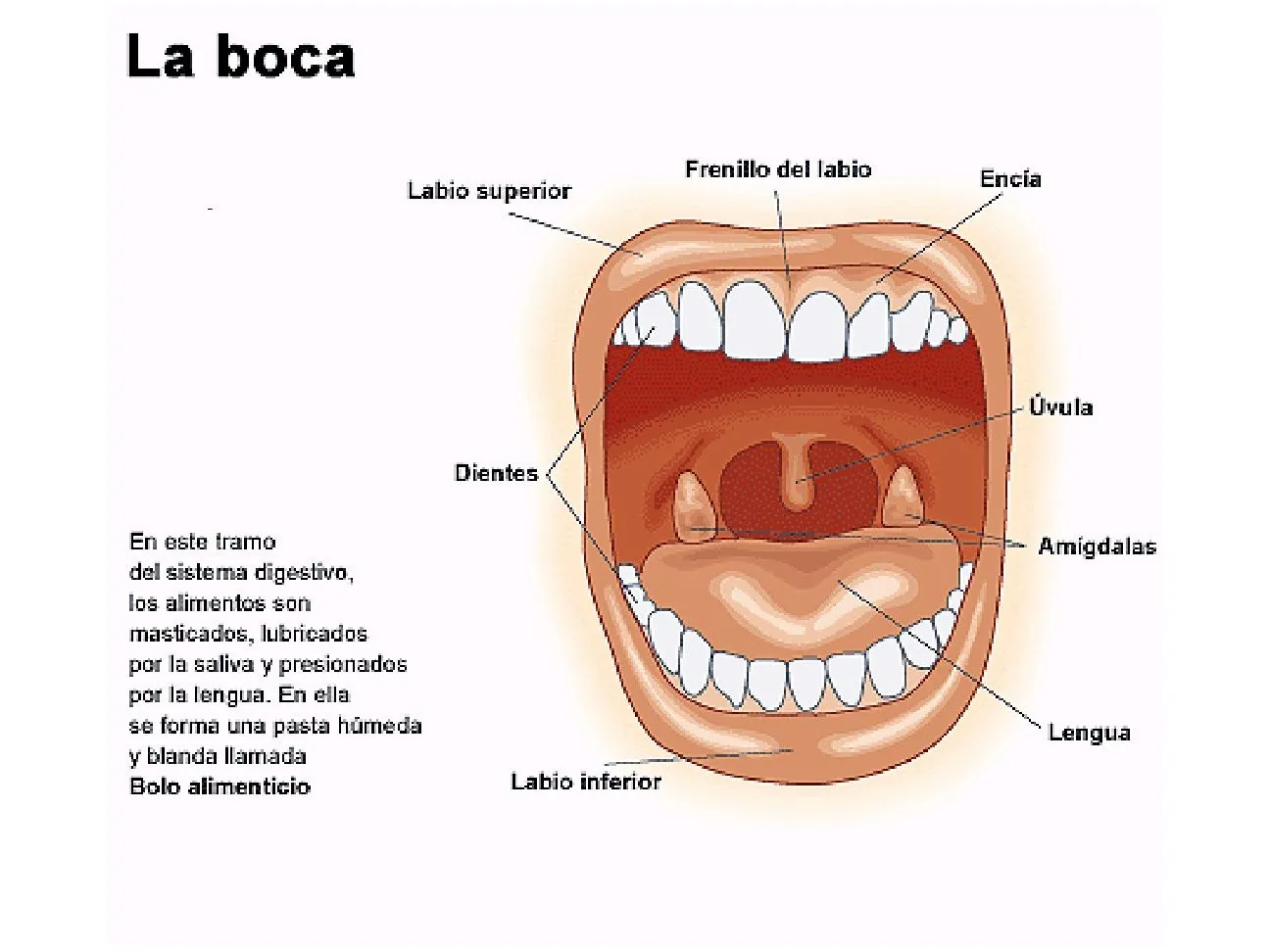 EL CUERPO HUMANO: DIBUJOS DE LA BOCA Y SUS PARTES EL CUERPO HUMANO: DIBUJOS DE LA BOCA Y SUS PARTES