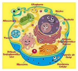 La celula y sus partes para niños - Imagui