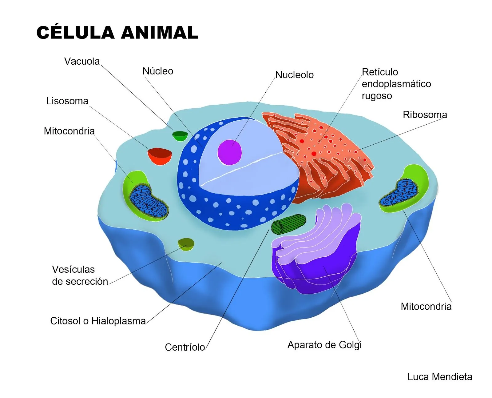 Cuerpo Humano: DIBUJOS DE LA CELULA ANIMAL Y SUS PARTES Cuerpo Humano: DIBUJOS DE LA CELULA ANIMAL Y SUS PARTES