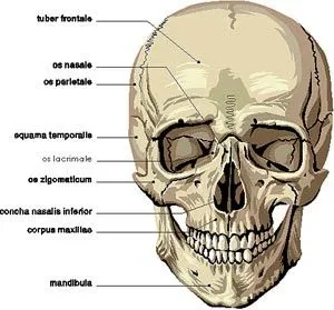 EL CUERPO HUMANO: DIBUJOS DE LOS HUESOS DEL CRANEO EL CUERPO HUMANO: DIBUJOS DE LOS HUESOS DEL CRANEO