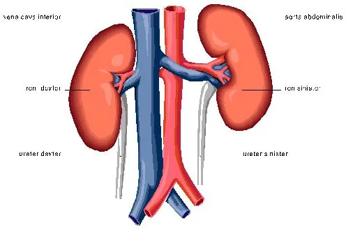 CUERPO HUMANO: DOCUMENTAL SOBRE LOS RIÑONES