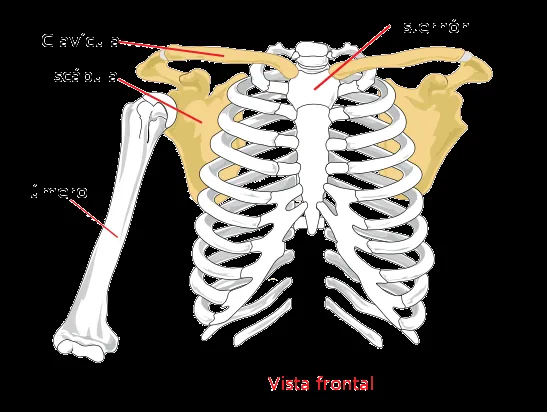 El cuerpo humano.: Esqueleto Apendicular y Axial.