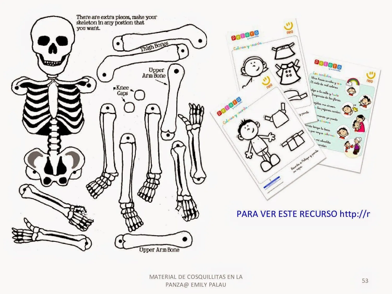 El cuerpo humano. Esqueletos para montar. | Aparatos del cuerpo humano,  Cuerpo humano, El cuerpo humano infantil
