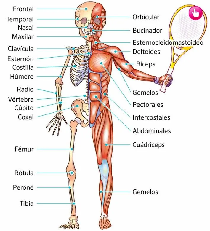 El cuerpo humano: Huesos y Músculos.