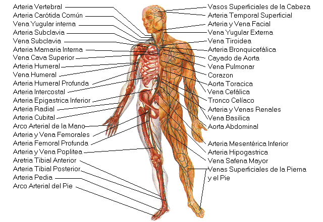 Cuerpo humano en ingles - Imagui
