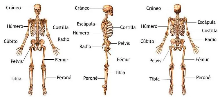El cuerpo humano | micuerpohumano