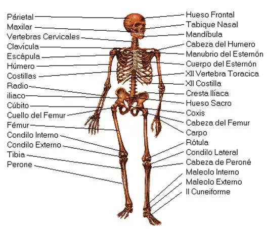 El Cuerpo Humano - Monografias.