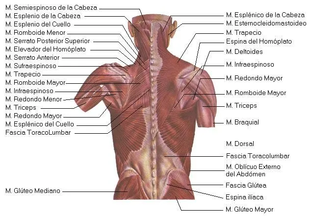 el cuerpo humano y sus partes