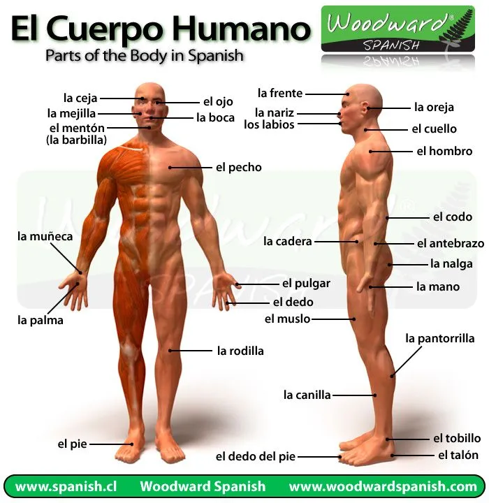 El cuerpo humano y sus partes en español con fotos - Parts of the Body in  Spanish