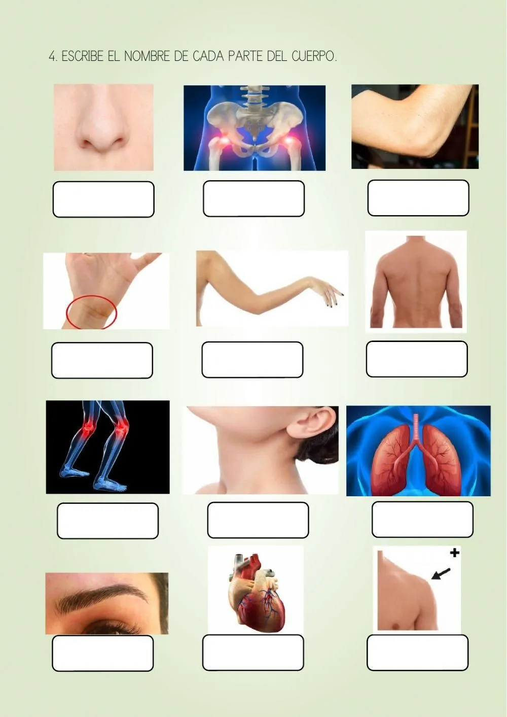 El cuerpo humano. Partes externas worksheet | Live Worksheets