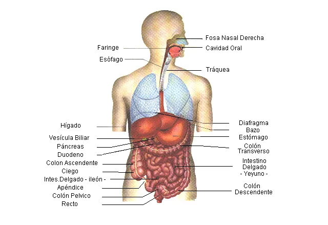 Sus partes y funcionamiento | Anatomía del Cuerpo Humano