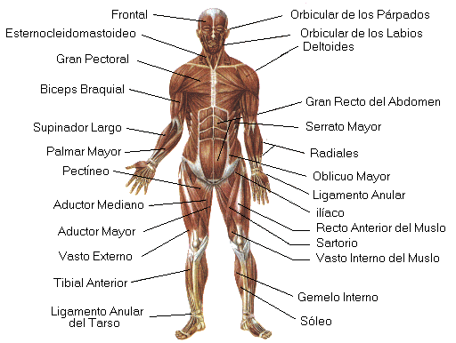 Parte del cuerpo humano completo - Imagui