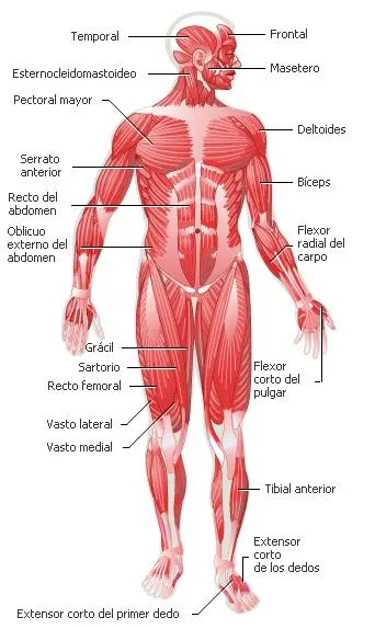 Cuerpo humano y sus partes en ingles - Imagui