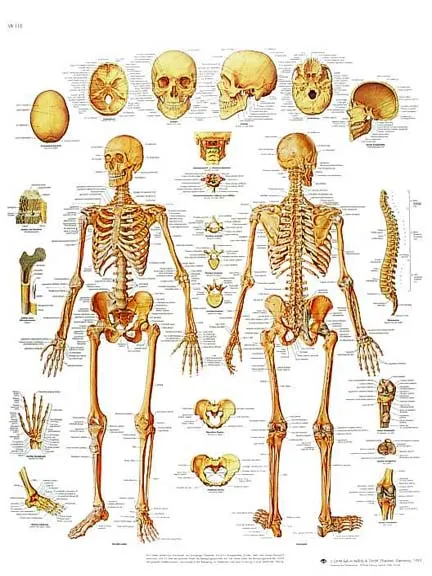 el cuerpo humano y sus partes: ESQUELETO HUMANO