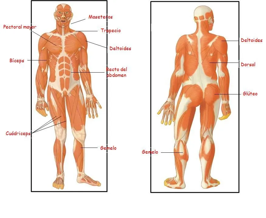 el cuerpo humano y sus partes MEMES Pictures