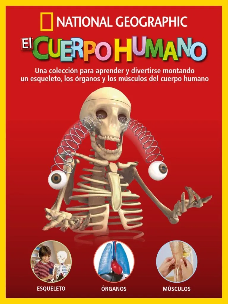 El Cuerpo Humano | PDF | Cuerpo humano | Órgano (anatomía)