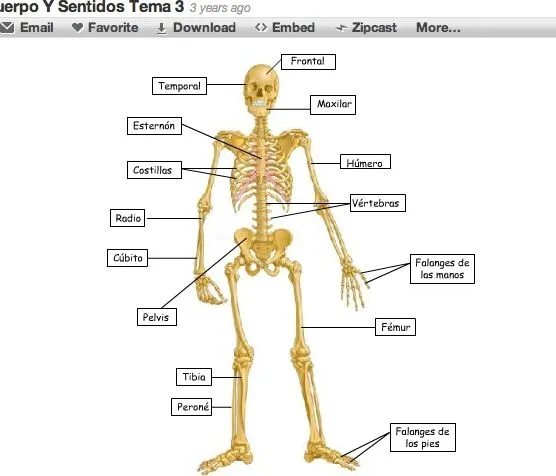 El cuerpo humano y los sentidos | Recurso educativo 36465 - Tiching