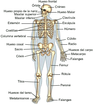 El esqueleto humano y sus partes para pintar - Imagui