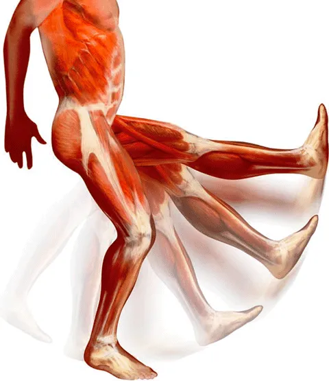 El Cuerpo Humano y sus Sistemas: Sistema Muscular