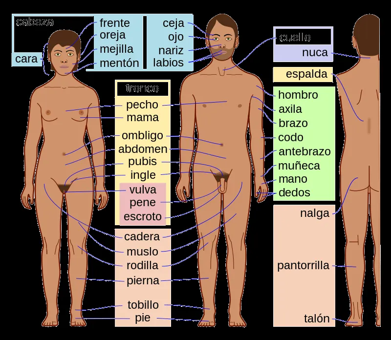 Cuerpo humano - Wikipedia, la enciclopedia libre