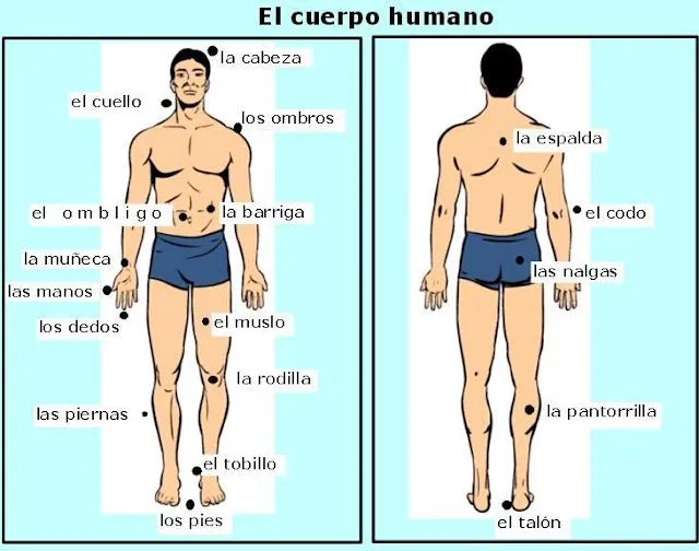 Imagenes cuerpo humano con sus partes en inglés - Imagui