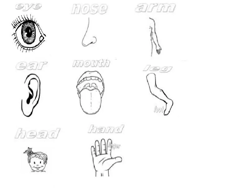 Dibujos para colorear de las partes del cuerpo en inglés - Imagui