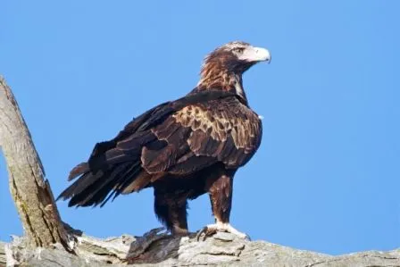 Cuestionario sobre las águilas » AGUILAPEDIA
