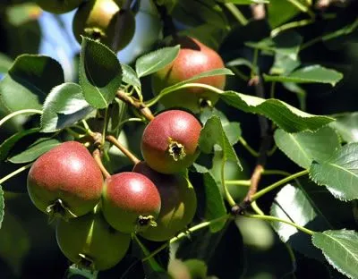 Cuida los árboles frutales - Arboles - Jardineria Cuida los árboles frutales - Arboles - Jardineria