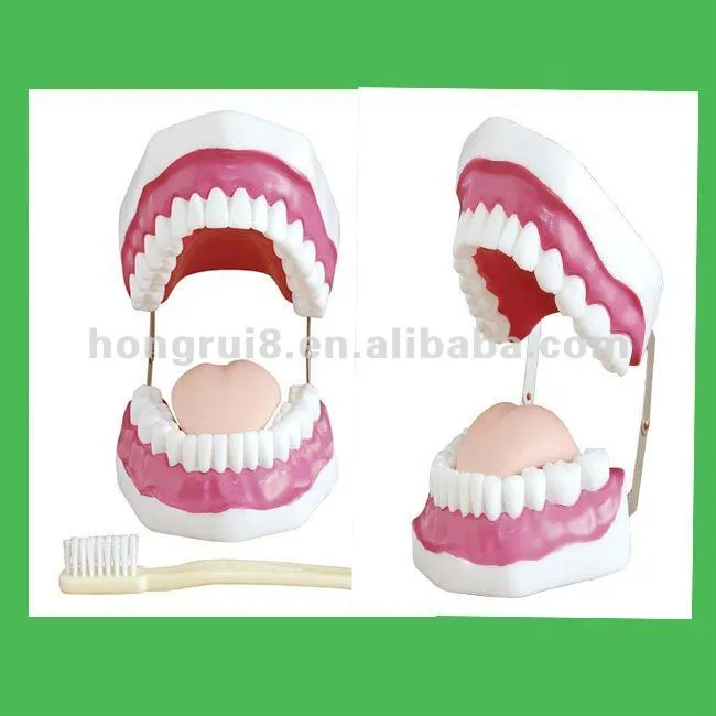 Cuidado Dental model ( 28 dientes ), Cuidado de los dientes ...