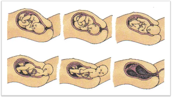 Cuidados de enfermería en la embarazada (página 3) - Monografias.com
